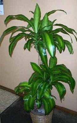 Un esempio di pianta di Dracena da appartamento tenuta in un vaso