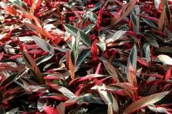 Un esempio di fiore che troviamo sulle piante di Maranta.