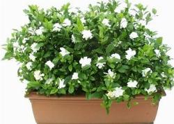 Un esempio di pianta di Gardenia da appartamento tenuta in un vaso