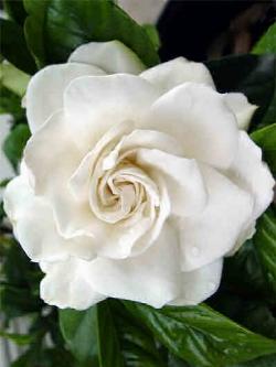 Un esempio di fiore che troviamo sulle piante di Gardenia.