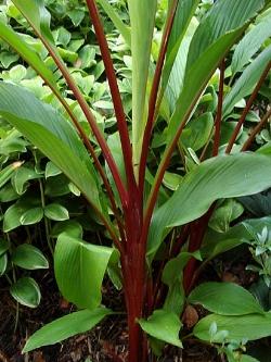 Un esempio di pianta di Curcuma da appartamento tenuta in un vaso