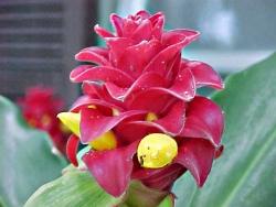 Un esempio di fiore che troviamo sulle piante di Curcuma