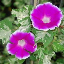 Un esempio di fiore che troviamo sulle piante di Ipomea.