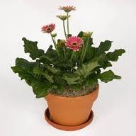 Un esempio di pianta di Gerbera da appartamento tenuta in un vaso