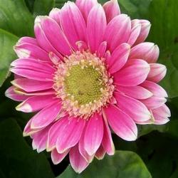 Un esempio di fiore che troviamo sulle piante di Gerbera