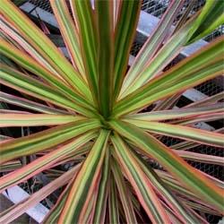 Un esempio di fiore che troviamo sulle piante di Dracena Marginata