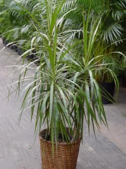 Un esempio di pianta di Dracena Marginata da appartamento tenuta in un vaso