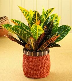 Un esempio di pianta di Croton da appartamento tenuta in un vaso
