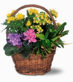 Un esempio di fiori che troviamo sulle piante di Croton