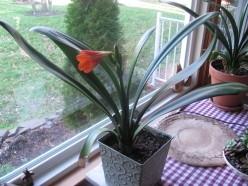 Un esempio di pianta di Clivia da appartamento tenuta in un vaso