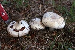 funghi sull'erba a zolla