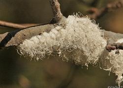 immagini afide lanigero