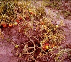 marciume del colletto pomodoro