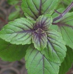 Semina orto seminare al chiuso