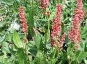 acetosa