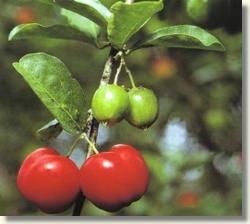 acerola 2