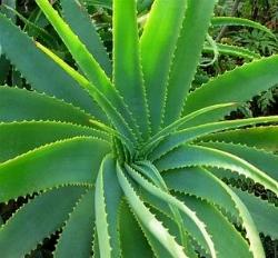 aloe per dimagrire 3 