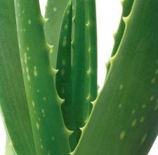 aloe per dimagrire