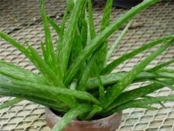 vendita aloe