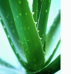 vendita aloe