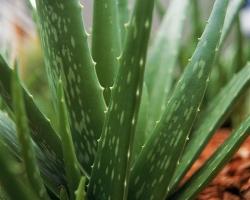 vendita aloe