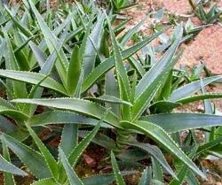 controindicazioni aloe