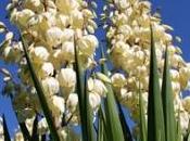 yucca fiore