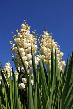 yucca fiorita