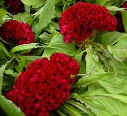 Un esempio di fiore che troviamo sulle piante di Celosia.