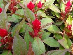 Un esempio di pianta di Celosia da appartamento tenuta in un vaso