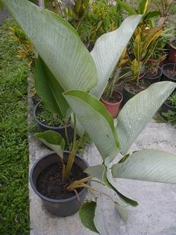 Un esempio di pianta di Calathea da appartamento tenuta in un vaso