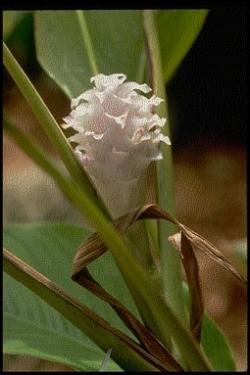 Un esempio di fiore che troviamo sulle piante di Calathea.