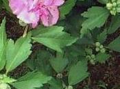 ingiallimento foglie ibisco