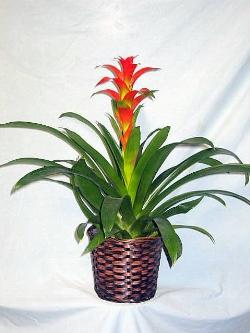 Vaso di Bromelia rossa.