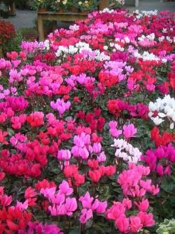 Tanti ciclamini colorati.