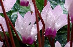 Bellissimo fiore di ciclamino con pioggia.