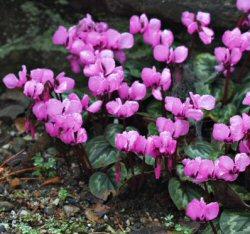 Ciclamino - Cyclamen - Piante Appartamento - piante appartamento