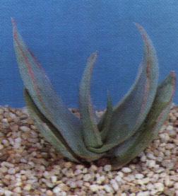 aloe arborescens - Aloe arborescens - Erboristeria - aloe