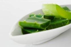 aloe