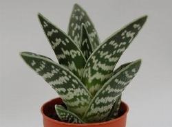 aloe variegata 1