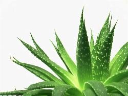 foglie di aloe vera