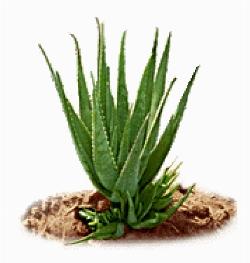 pianta di aloe vera 2