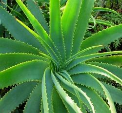 pianta di aloe vera