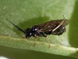 immagini tentredine delle rose