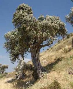 immagini ulivo