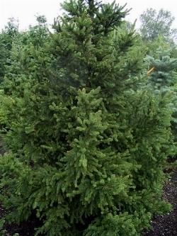 immagini picea abies