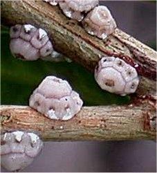 immagini cocciniglia