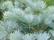 Trapianto abete bianco