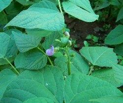 Rotazione delle colture