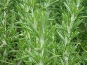 Malattie rosmarino altre aromatiche